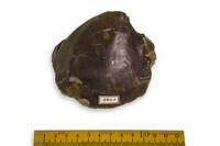 F 09643
<br/>
<br/>
<em></em>